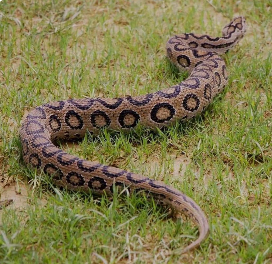 कैलालीको टीकापुरमा भेटियो विषालु रसेल भाइपर सर्प