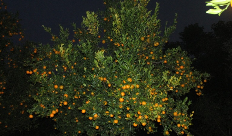 सुन्तला पकेट क्षेत्र चुरेमा उत्पादनमा तीव्र गिरावट, किसानहरु चिनितत