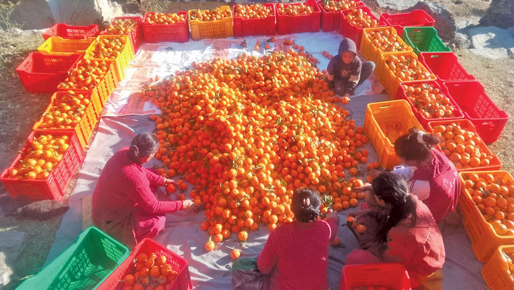 बाजुराको गौमूलमा अन्नबालीभन्दा सुन्तला खेतीबाट राम्रो कमाइ गर्दै किसान