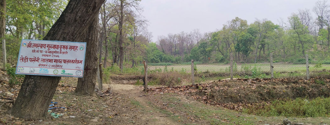 गर्मी बढ्दै गएपछि कैलालीका सिमसार क्षेत्रका प्राकृतिक ताल सुक्न थाले