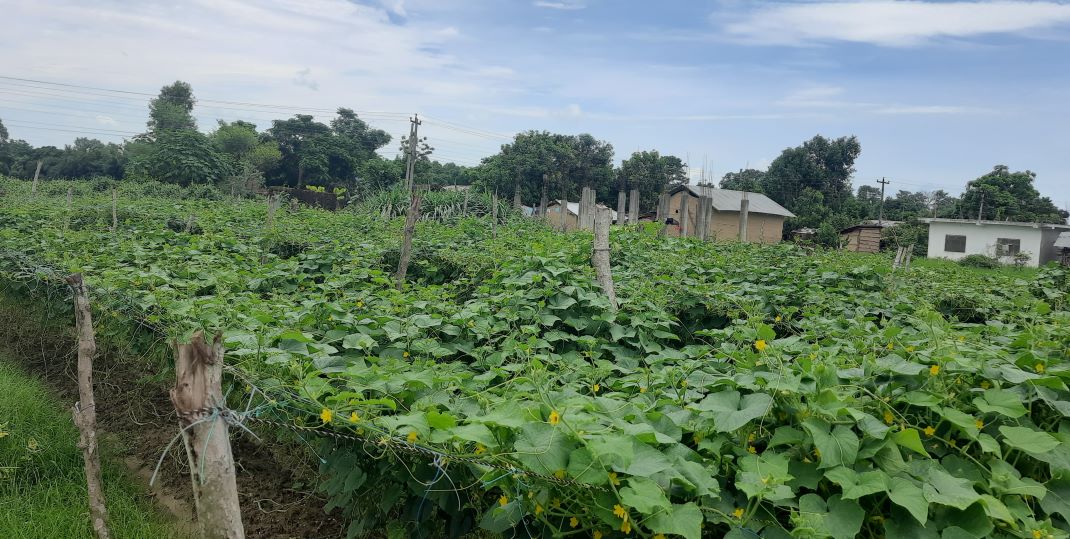 बजारमा अभाव हुन नदिन कैलालीमा तरकारी खेती