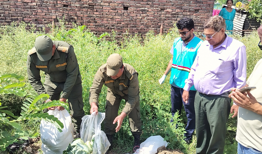 कैलालीको अत्तरियामा विषादी भेटिएको तरकारी नष्ट