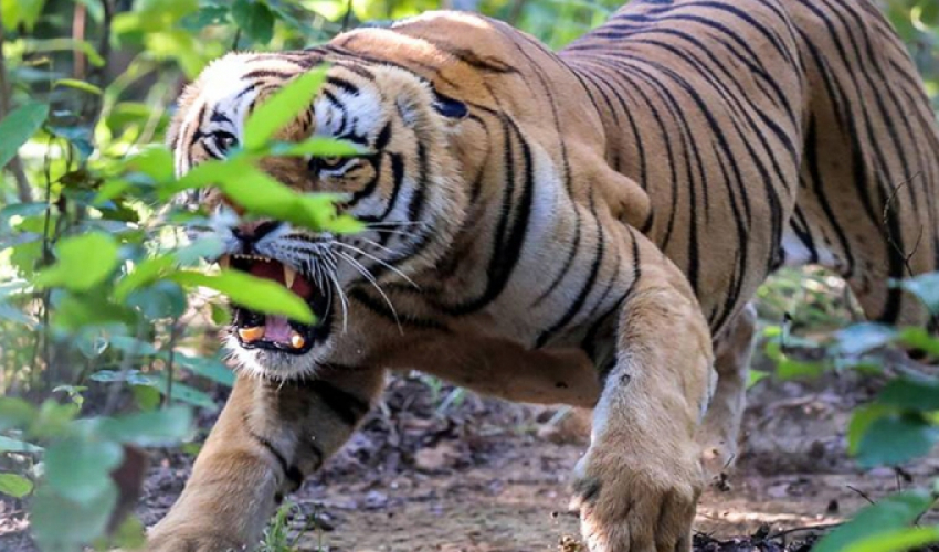 डोटीमा बाघको आक्रमबाट एक बालिका घाइते