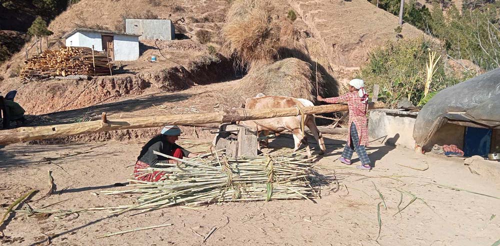 सडक नहुँदा बैतडीका उखु किसानलाई समस्या