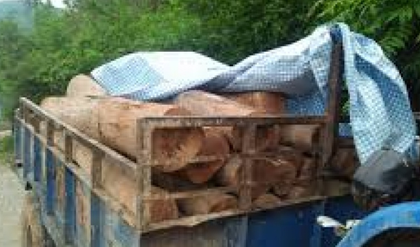 कैलालीको टीकापुरबाट अवैध काठ बरामद